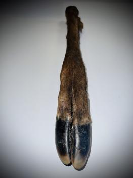 Hirschbein mit Fell